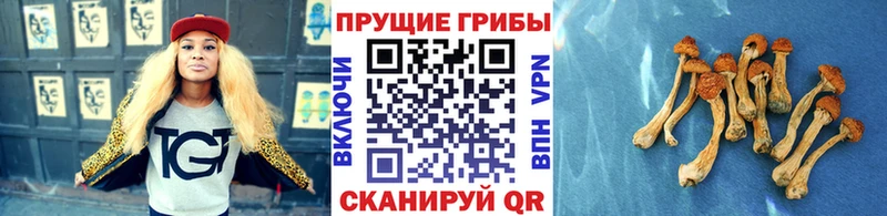 omg вход  Красково  Псилоцибиновые грибы мицелий 